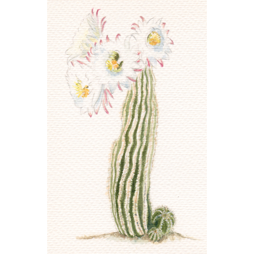 Blooming Cacti.jpeg
